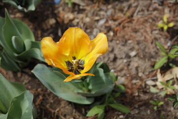 Obraz na płótnie Canvas yellow tulip flower