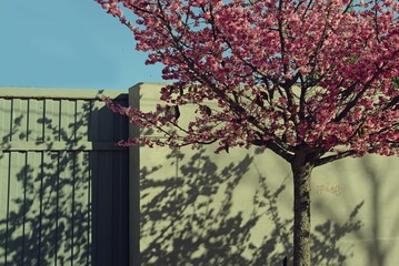 Paisaje urbano con cerezo en flor