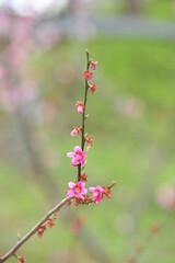 spring