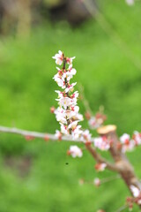 spring