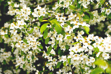 Apple tree flowers, cherry flowers, spring flowering trees, floral natural background, selective focus