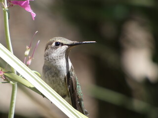 hummingbird on a branch