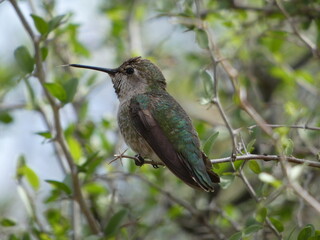 hummingbird on a branch