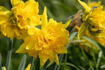 big wild daffodils in the forest