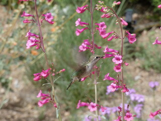 hummingbird and flower