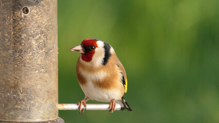 Goldfinch feeding from Tube peanut seed Feeder at table
