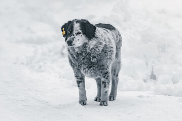 Naklejka premium Homeless dog on the snow.