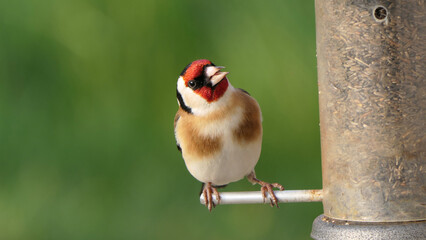 Goldfinch feeding from Tube peanut seed Feeder at table