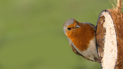 Robin feeding from Insect Coconut Suet Shell at a Table