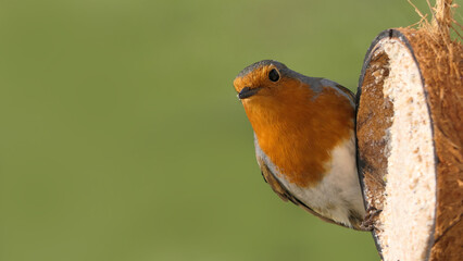 Robin feeding from Insect Coconut Suet Shell at a Table