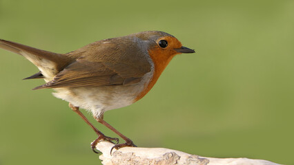 Robin sitting on a branch in a wood in the UK