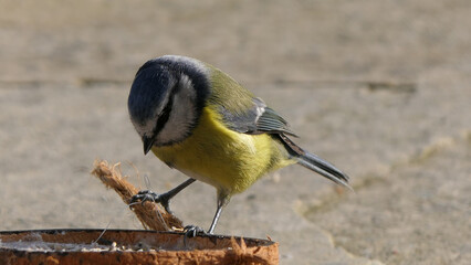 Blue Tit eating from a Coconut Suet Shell at Bird Table