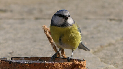 Naklejka premium Blue Tit eating from a Coconut Suet Shell at Bird Table