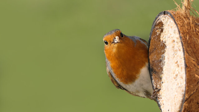 Robin feeding from Insect Coconut Suet Shell at a Table