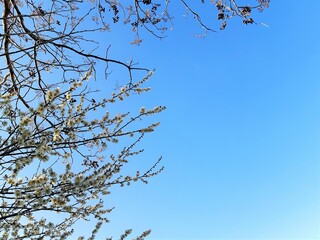 Plum blossom and blue sky