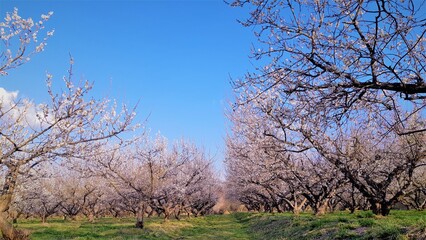 The path where plum blossoms bloom