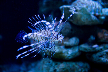 水族館のマンタと熱帯魚