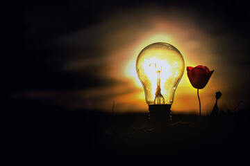 light bulb placed on the ground with a red poppy as company with black background