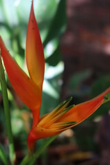 Obraz premium bird of paradise orange and yellow 