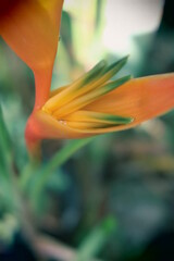 orange tropical flower