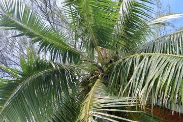 Obraz premium coconut palm tree on blue sky