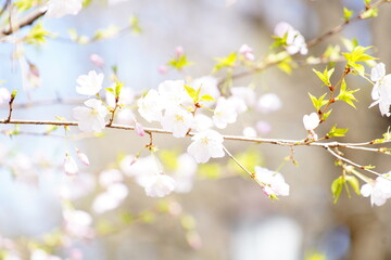 公園で咲く桜の花