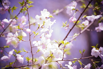 公園で咲く桜の花
