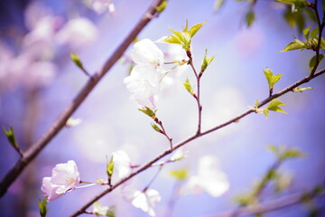 公園で咲く桜の花