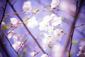 公園で咲く桜の花