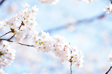 東京の公園で咲く桜の花