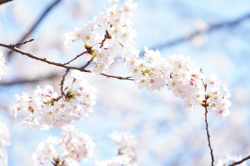 東京の公園で咲く桜の花