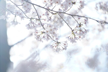 東京の公園で咲く桜の花