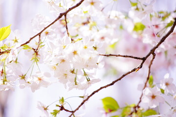 公園で咲く桜の花