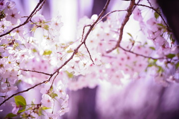 東京の公園で咲く桜の花