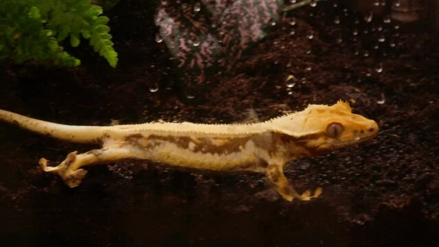 Crested gecko walking on dirt in terrarium