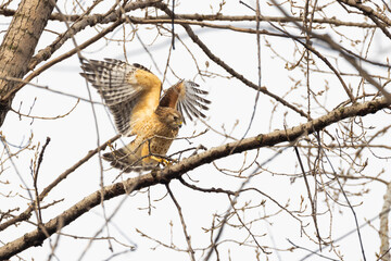 Red shouldered hawk 