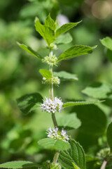 緑をバックにレモンミントの花