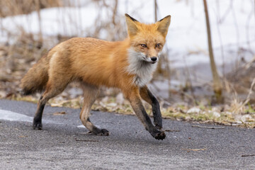 Female red fox in spring