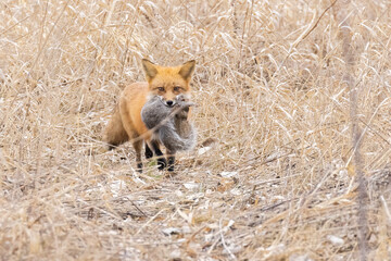 Red fox with prey