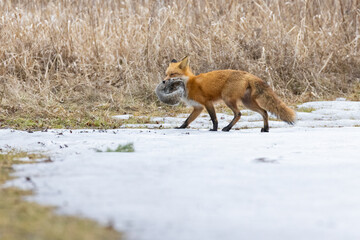 Red fox with prey