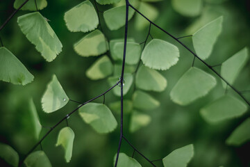 Nature-01