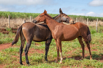 Group of Mangalarga Marchador horses and mares loose in the green pasture. Mares and foals on the...