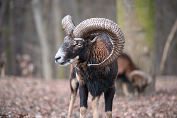 Male mouflon chewing a twig in fallen leaves. Moufflon with antlers and herd in the background in the park near the Prague hospital.