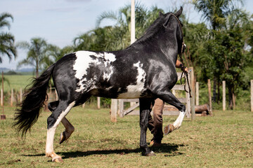 Wonderful piebald coat horse of the Mangalarga Marchador breed with its trainer. Animal training and taming concept.