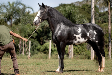 Wonderful piebald coat horse of the Mangalarga Marchador breed with its trainer. Animal training...