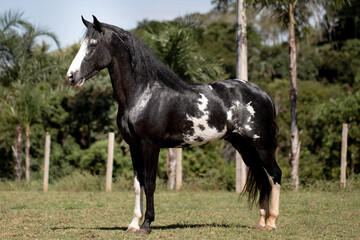 Naklejka na ściany i meble Wonderful piebald horse of the Mangalarga Marchador breed. Animal training and taming concept. Characteristic posture of the breed.