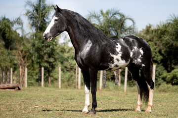 Wonderful piebald horse of the Mangalarga Marchador breed. Animal training and taming concept....