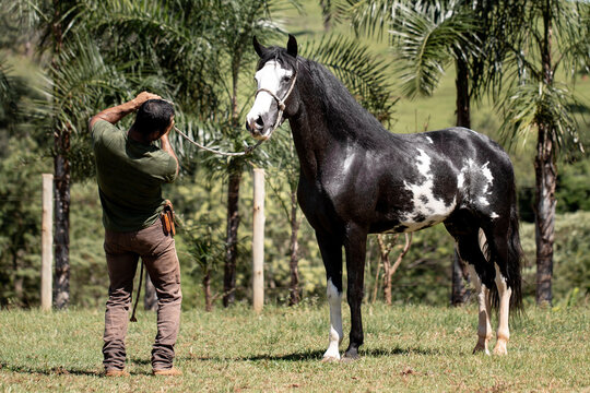 Wonderful piebald coat horse of the Mangalarga Marchador breed with its trainer. Animal training and taming concept.