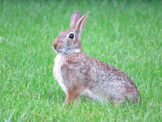 Alert garden bunny . Blurred green grass lawn background. Wild rabbit in foreground with erect ears at attention listening for danger. Silhouette elongated side view. Leporidae lapin cottontail. 