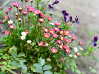 Many daises of Bellis perennis  flowers